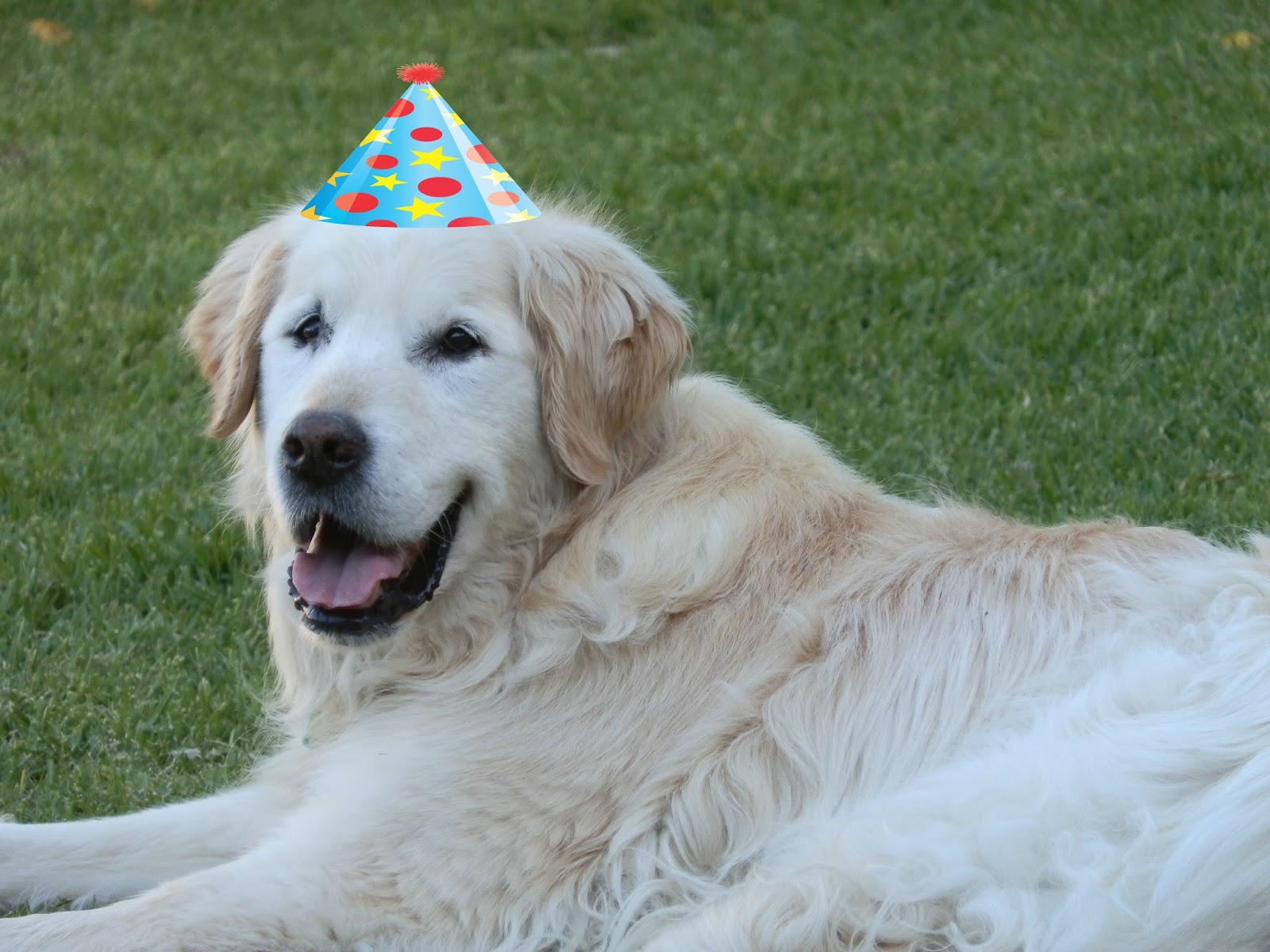 Great Pyrenees Birthday Cake Great Pyrenees Birthday Cake