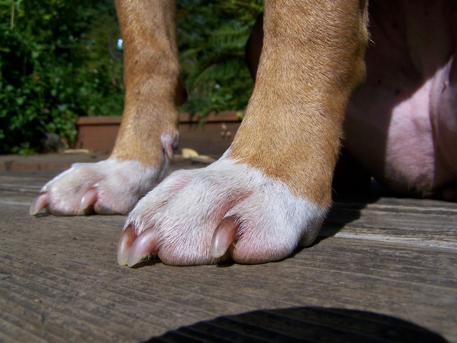 So Fly Elective surgery