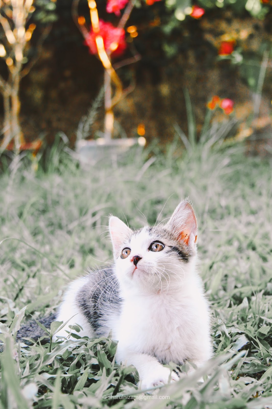 Contoh Project Sekolah Penggerak Gambar Kucing Comel - IMAGESEE
