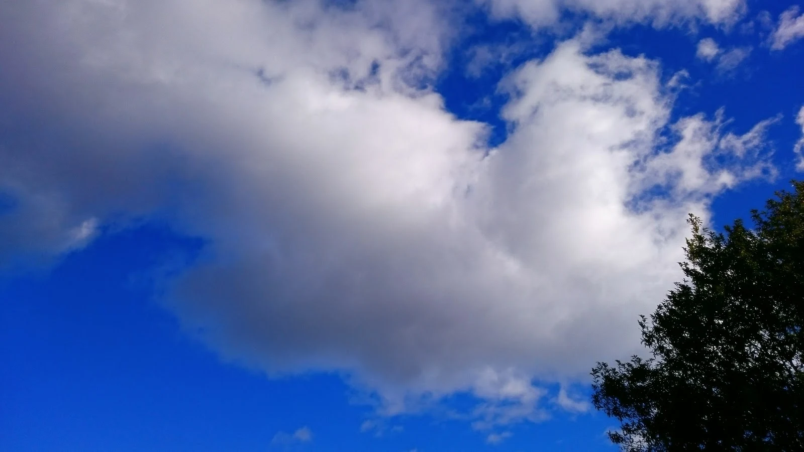 真っ青な空に広がる白くて大きな雲と少しの木