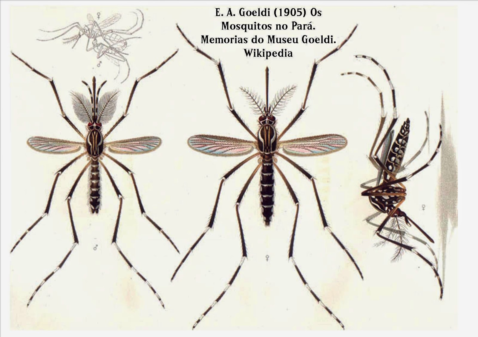 Roots 'n' Shoots: Flies: Biological Control - Garden Critter of the Month