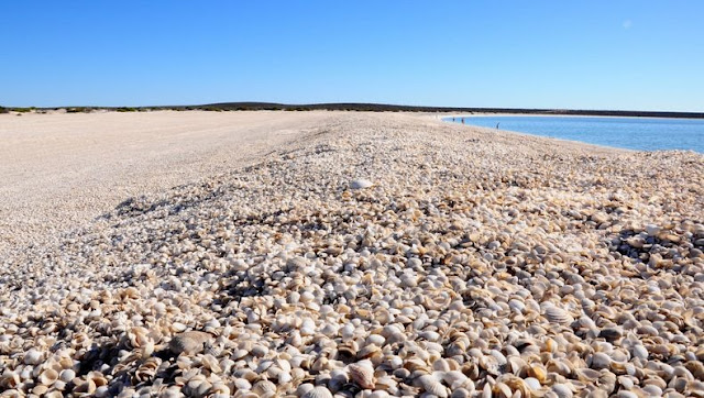 shell-beach-australia-1%5B6%5D.jpg