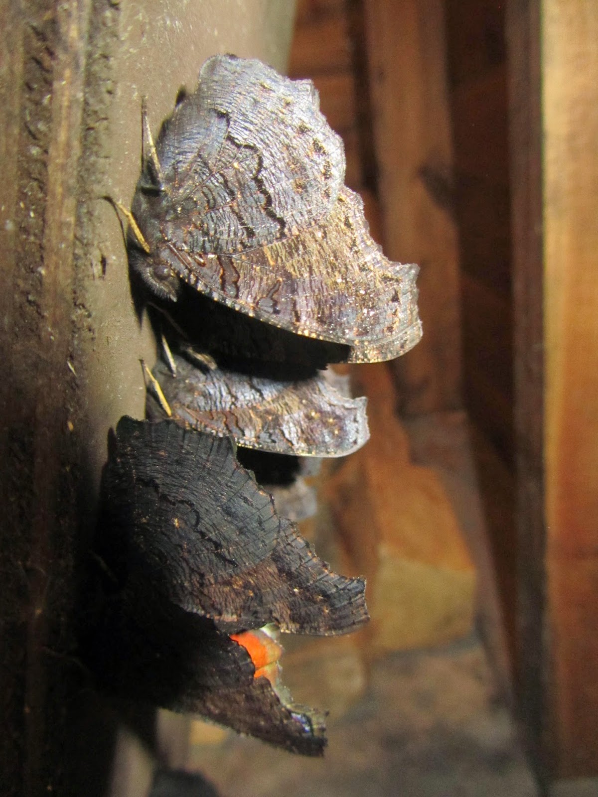 Abington Naturewatch Hibernating Peacock butterflies