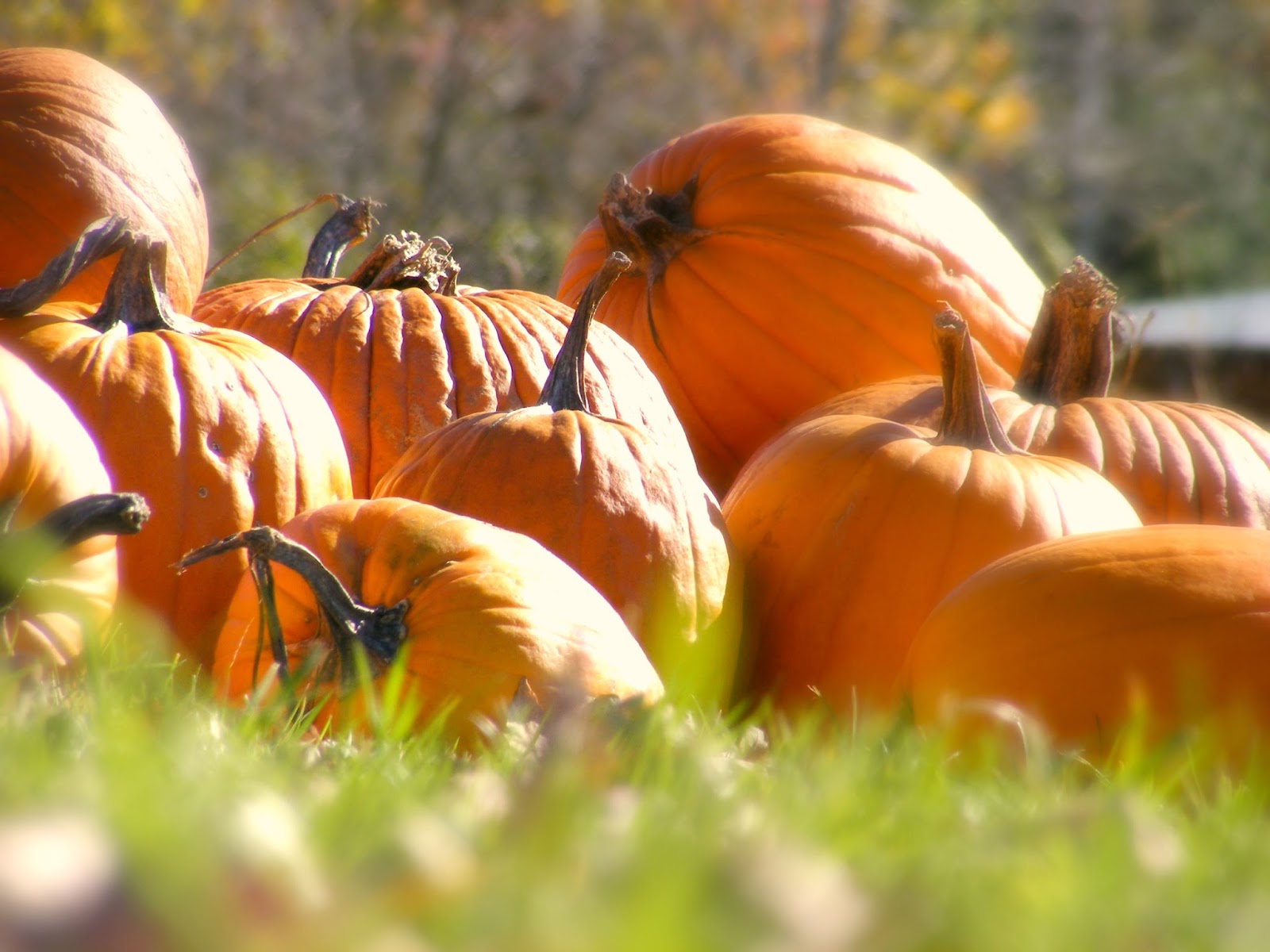 Fallin' For Pumpkin Season