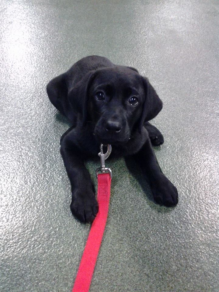 Prairie View Animal Hospital: Puppy Socialization Classes