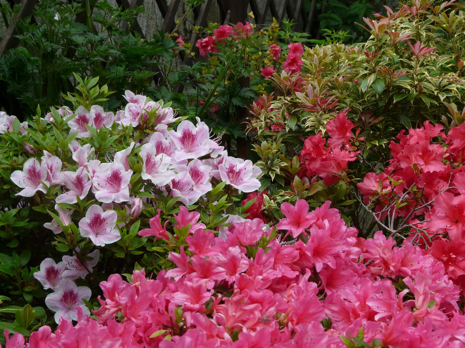 Les 8 Meilleures Images De Azalee Arbuste Fleurs Et Jardins