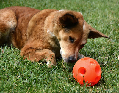 dog food puzzle ball