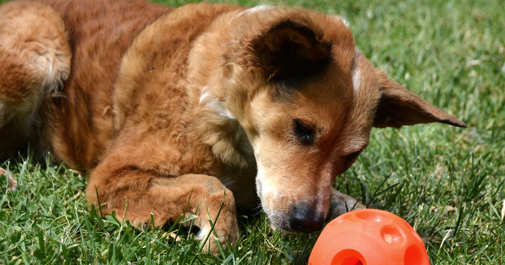 omega paw tricky treat ball