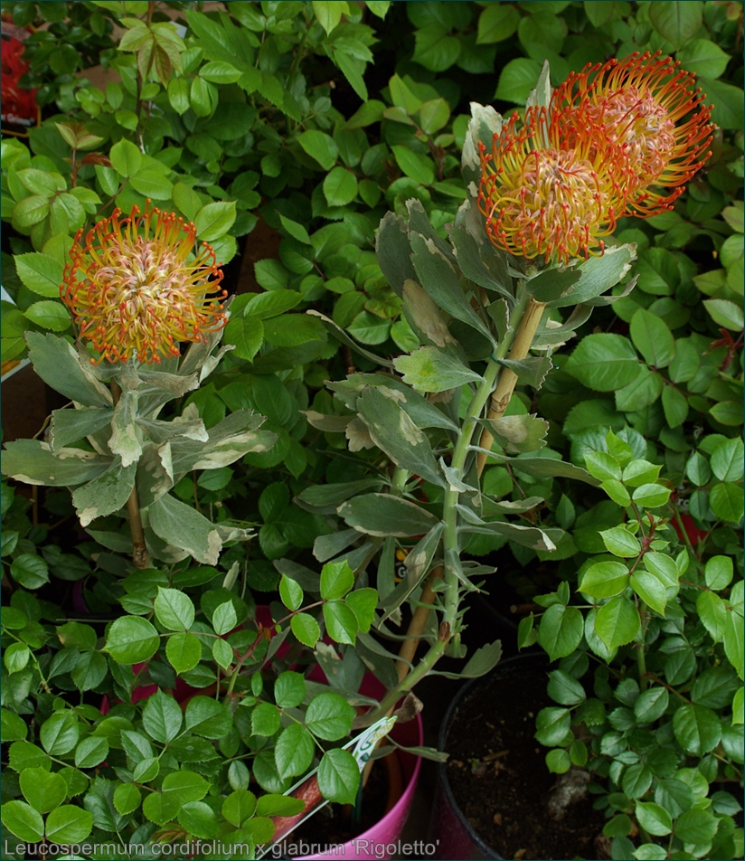 Leucospermum cordifolium x glabrum 'Rigoletto' - Leucospermum sercolistne