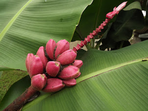 Banana espécie rara da Floresta Atlântica