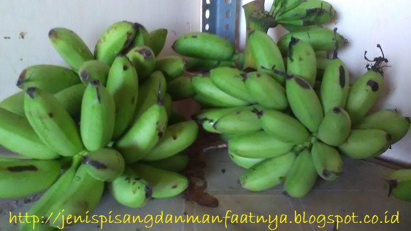Pisang Lilin, Nama Lain Dan Penjelasan Lengkapnya - Jenis Pisang Dan
