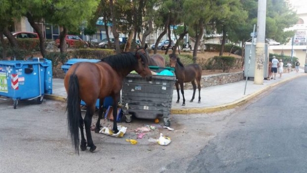 ΑΠΙΣΤΕΥΤΟ: Άγρια άλογα χωρίς τροφή περιφέρονται στον Κορυδαλλό...