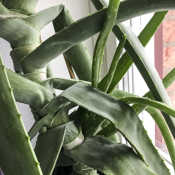 aloevera aloevera