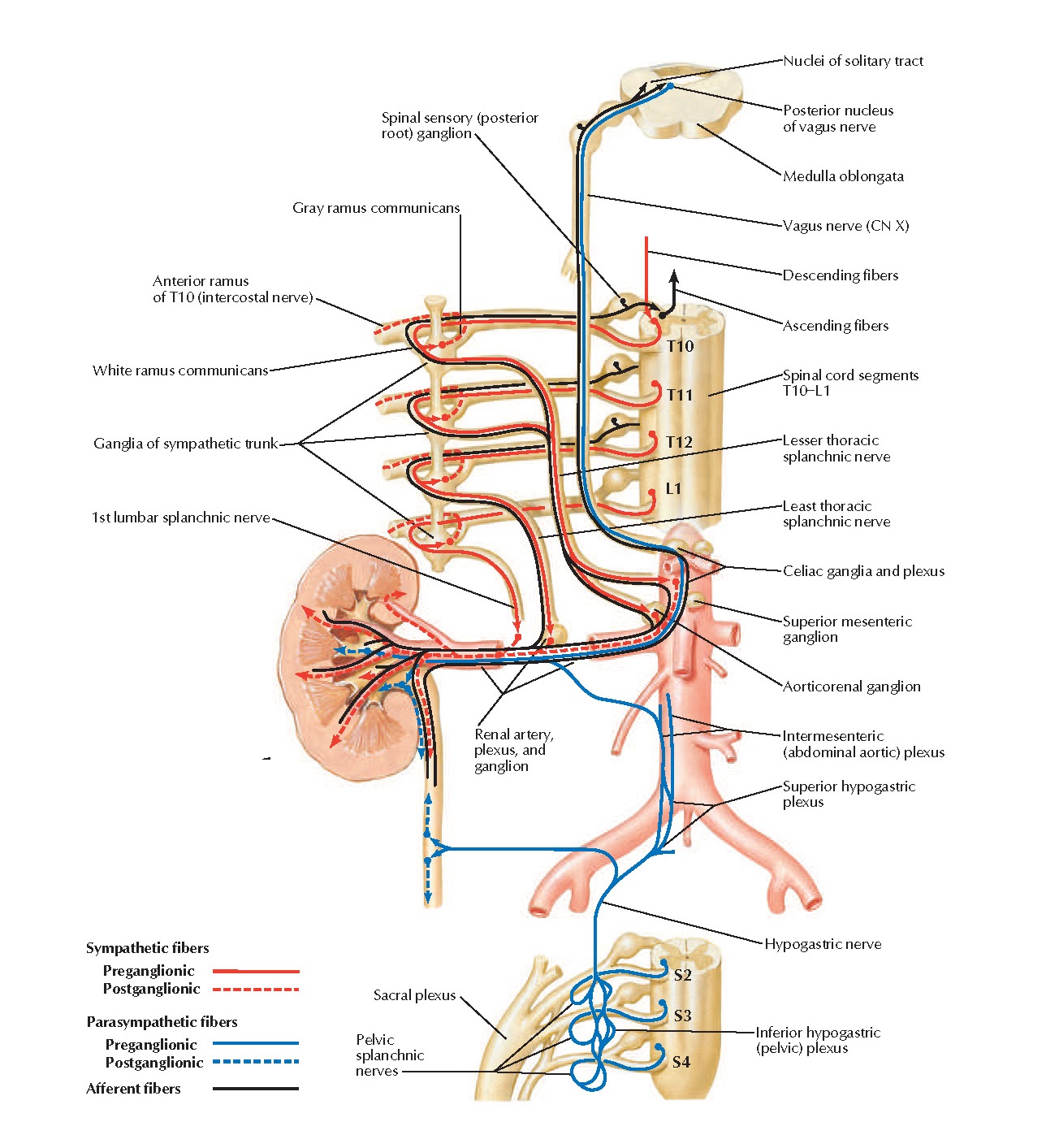 иннервация почки кратко. зоны кожной гиперестезии захарьина геда. иннервация почек анатомия. почки и цнс. клубочек почки кровоток.