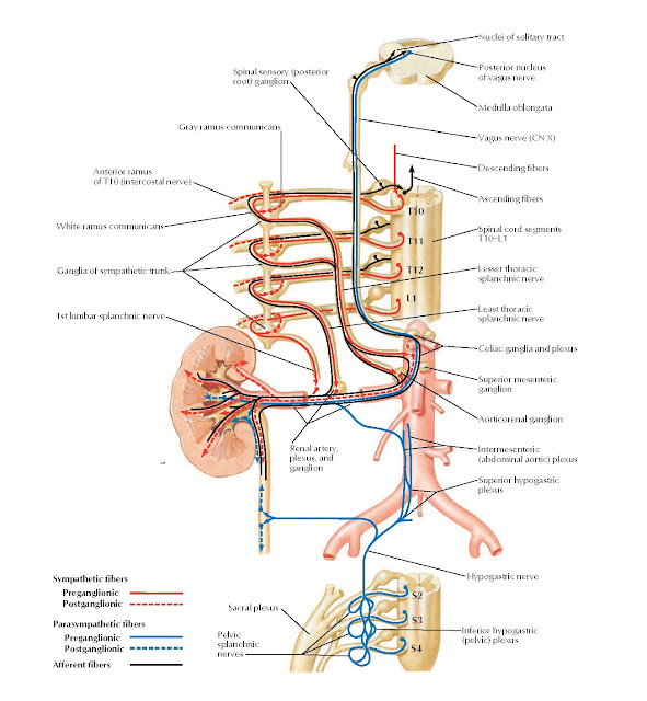 Autonomic Innervation of Kidneys and Upper Ureters: Schema Anatomy