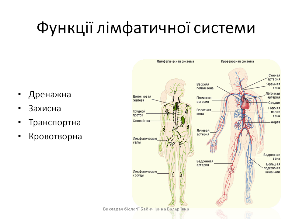 Назовите основные структуры лимфатической системы. Основные функции лимфатической системы. Строение лимфатического капилляра. Функции лимфатической системы анатомия. Лимфатическая система человека незамкнутая.