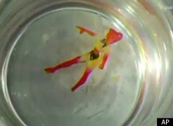 fairy captured godmother fiery