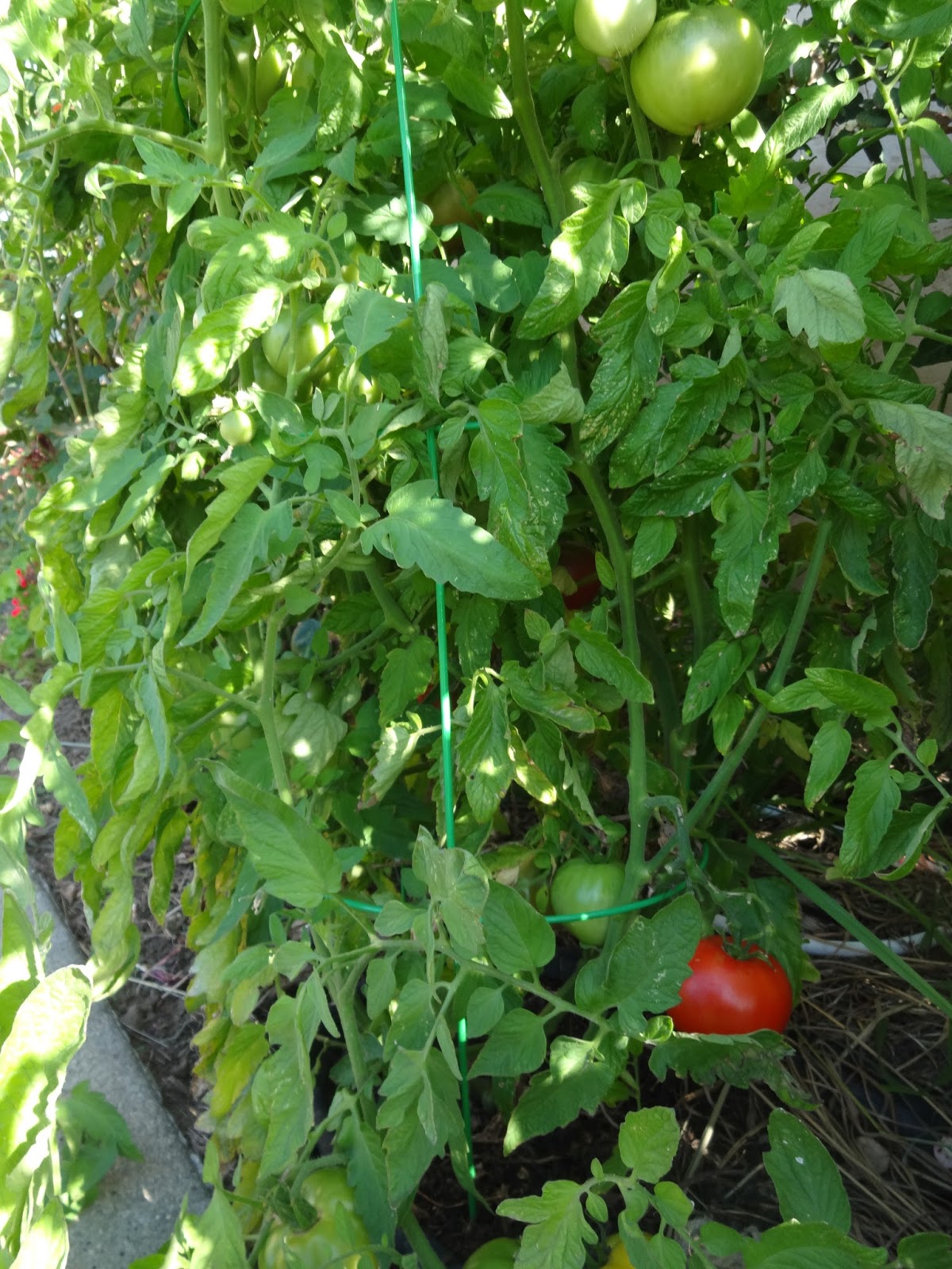 The Scientific Gardener Tomatoes Aplenty