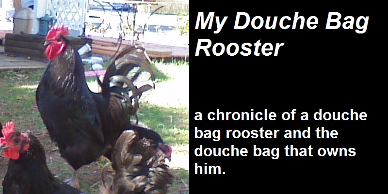 My Douche Bag Rooster