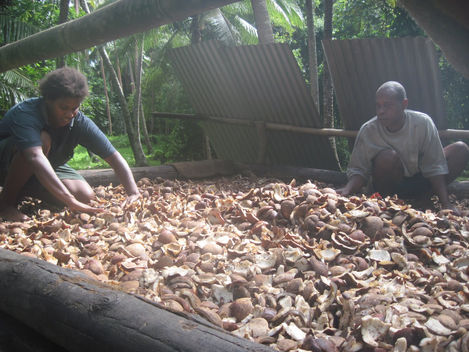 Life in the South Pacific Making Money with Copra