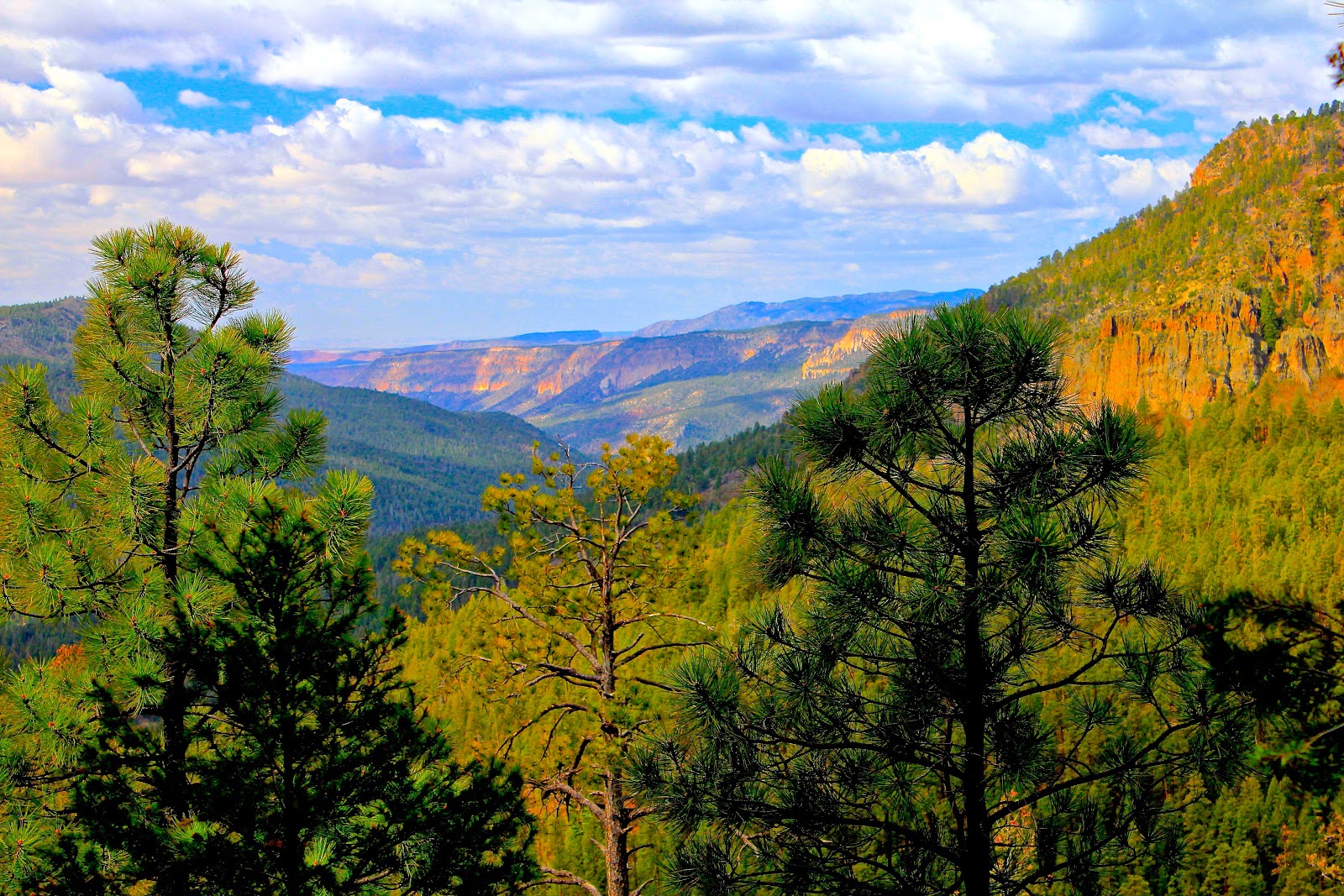 Wandering w/ Serenity Jemez Mountains