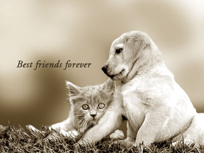 friends forever wallpapers with quotes. friends forever wallpaper.