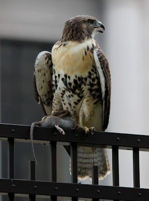 Hawkwatch at the Franklin Institute: Eat, Fly, Hunt, Hunt, Hunt - all day