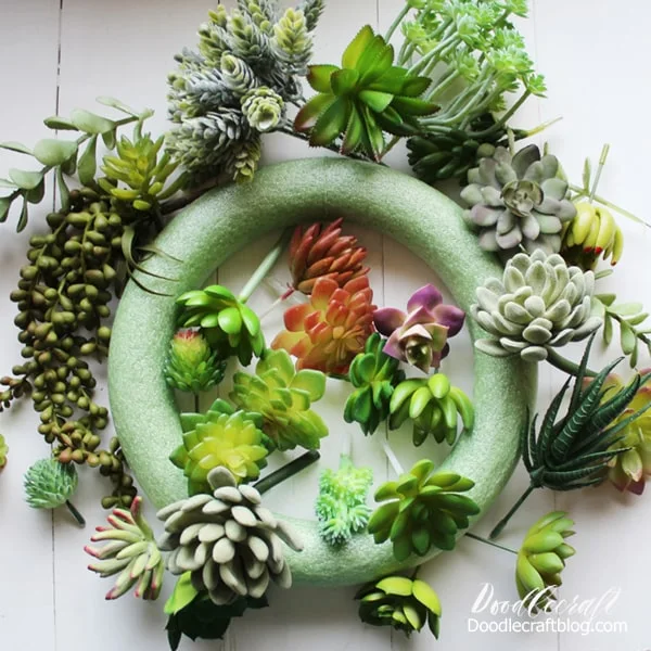 Spread out the succulents around the wreath form to get an idea of where each one will look nice.