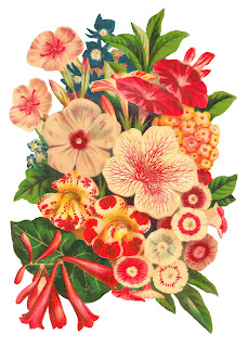 antique flower seed catalog illustration image flower image seed catalog antique illustration botanical artwork digital