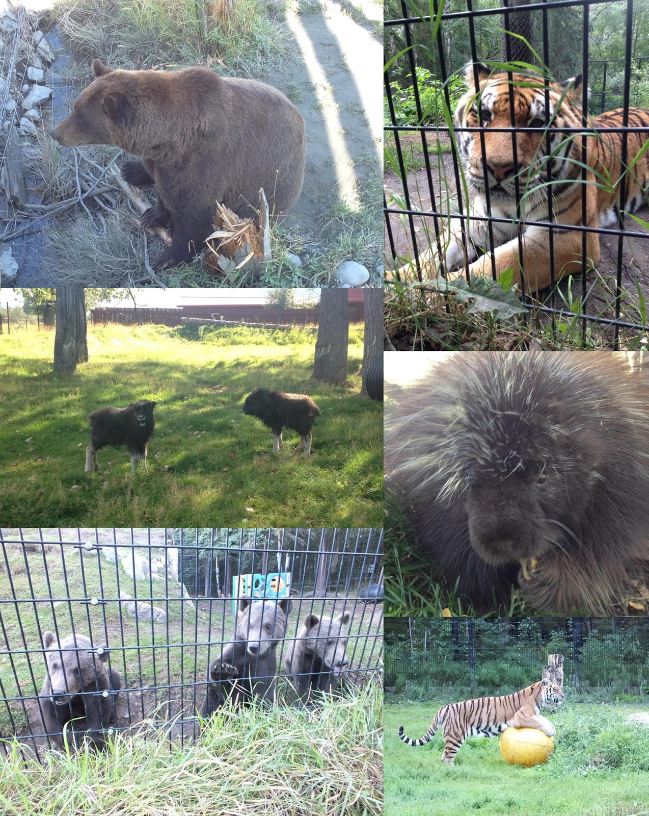 Julia Garner Anchorage zoo highlights of an internshipso far!