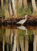 White Faced Heron reflected