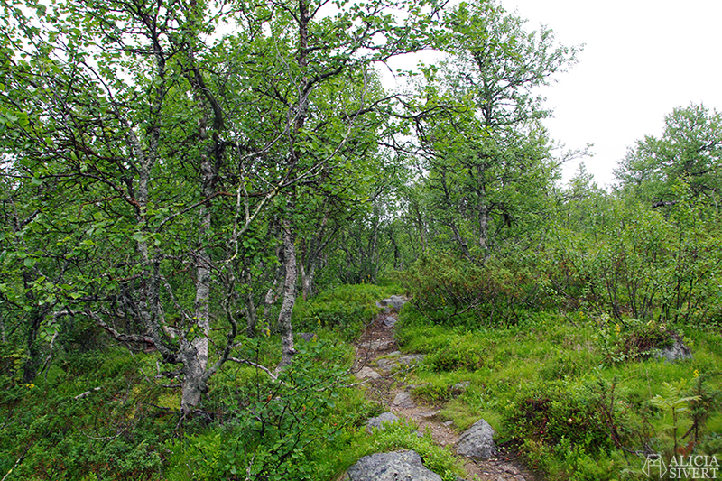 Hiking in Vemdalsskalet, Härjedalen. Photo by Alicia Sivertsson.