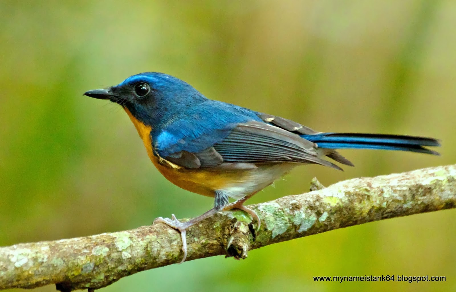 Birds of Malaysia @ mynameistank64: Good to be Back...