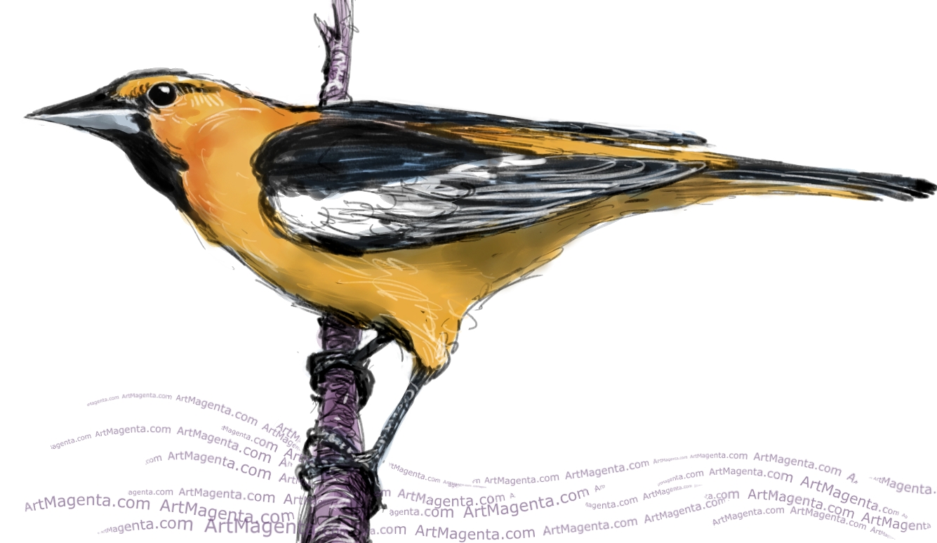 Bullock's Oriole sketch painting. Bird art drawing by illustrator Artmagenta