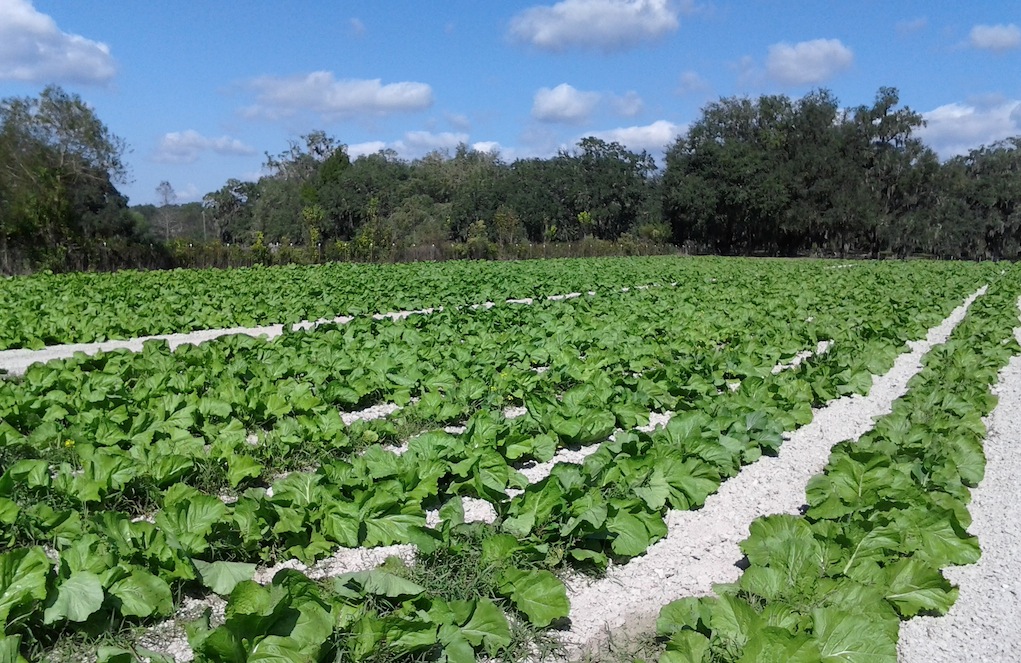 Beasley Farm of Brooksville Tasty and Healthy November 29, 2012