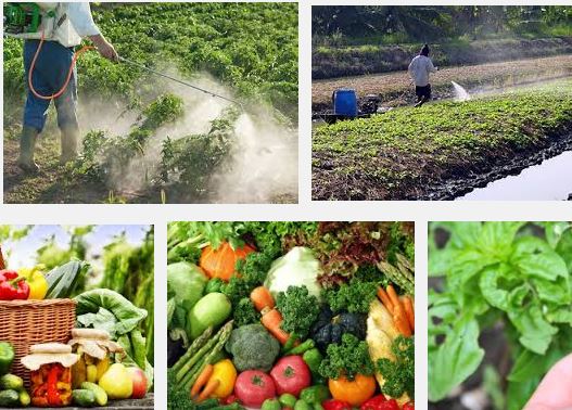  Pesticide in Vegetables