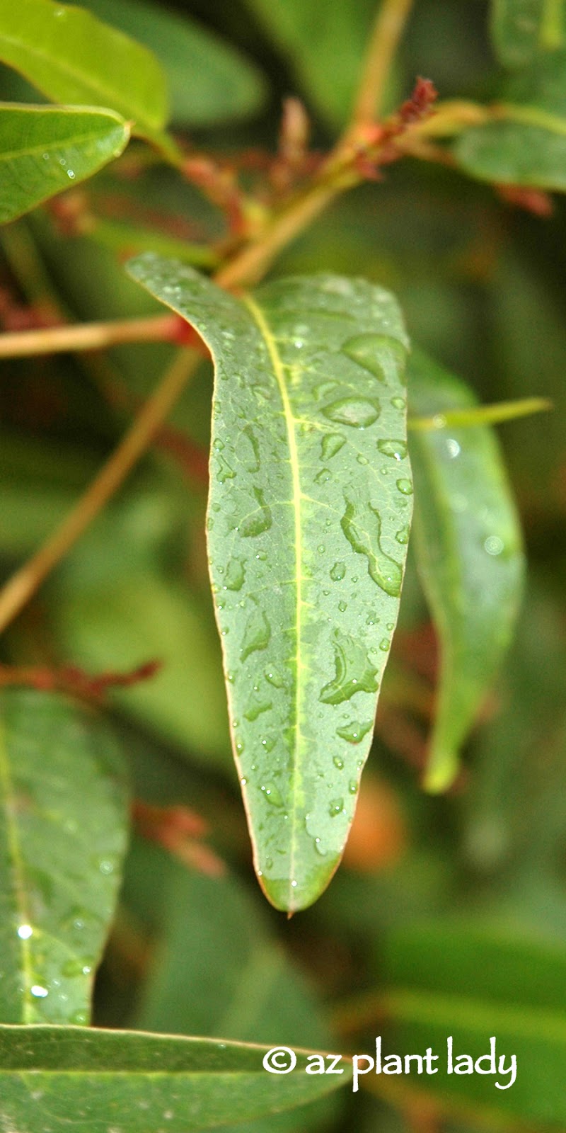 How Rainy Days Help Fertilize Plants Ramblings from a