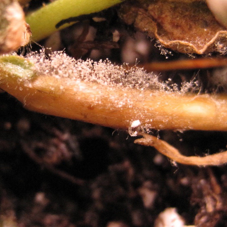 NCSU PDIC: Controlling Botrytis in the Greenhouse