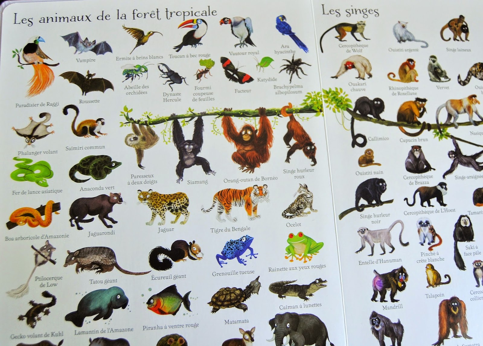 Liste De Tous Les Animaux Du Monde Avec Photo lesmercredisdejulie.blogspot.com