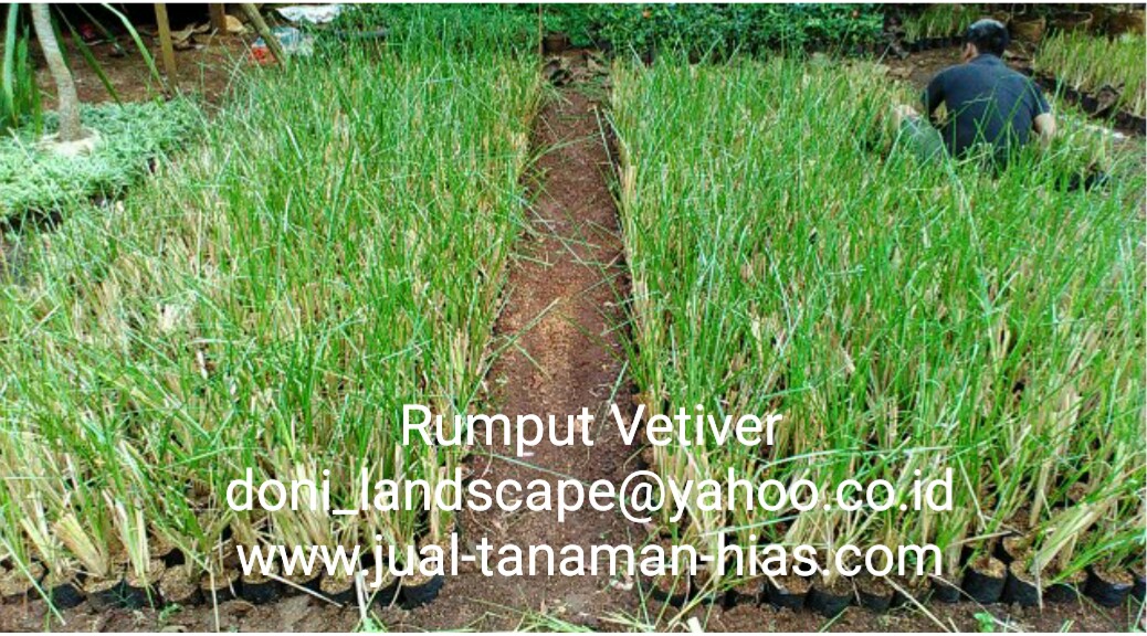 jual rumput vetiver murah jual tanaman hias jual rumput vetiver murah jual tanaman hias