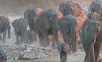 African Safaris and Saving the African Elephants | African Safari
