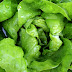 Lettuce Salad Benefits