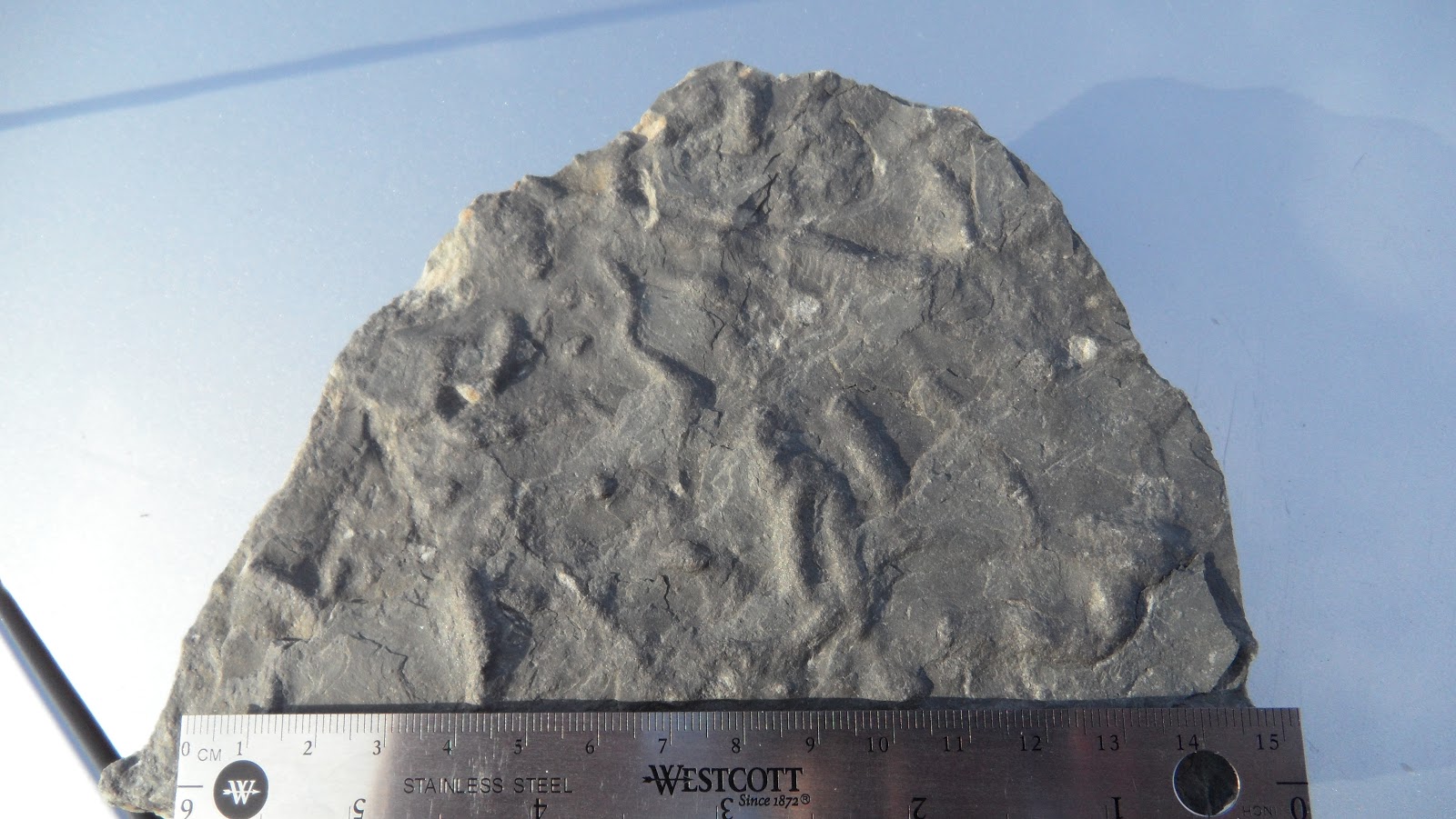 Fossils and Geology of Lanark County, Ontario The Trace Fossil