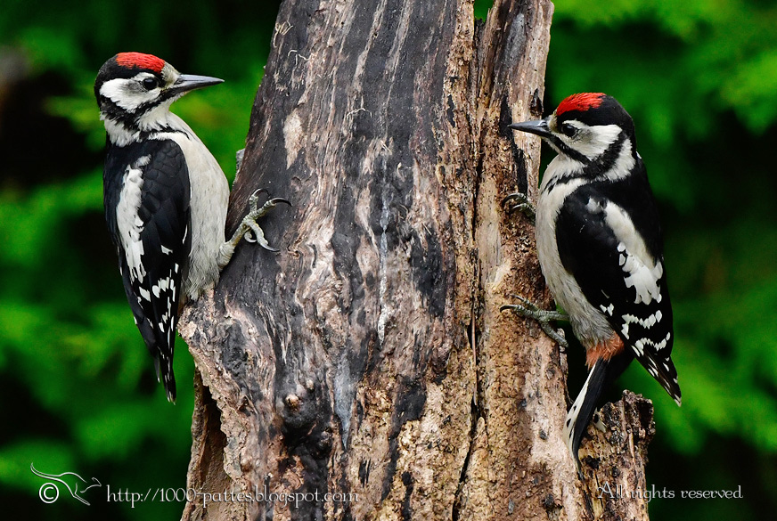 The Great spotted woodpecker family OIS PicEpeiche 3088 170529