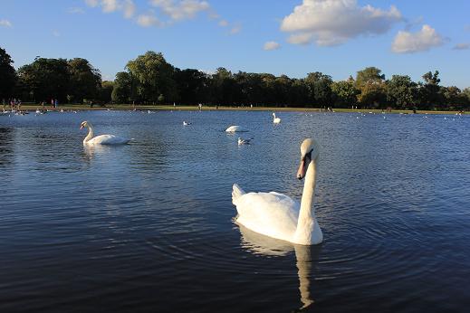 Londres 2011 - Blogs de Reino Unido - Día 6: 13 de Septiembre. Salisbury. (21)