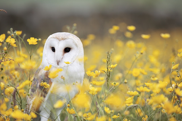 Barn owl sits amongst the Buttercups in the wildflower meadow Wildflower meadow: Barn Owl nesting boxes, sites & habitat.