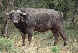 Nigerian Whispers : Buffalo birth to human like baby in Thailand. (Viewers discretion)