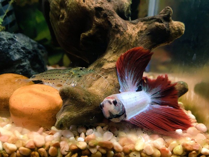 What to Do About Betta Fish Tank with Filter and Heater Before You Miss Your Chance What to Do About Betta Fish Tank with Filter and Heater Before You Miss Your Chance