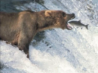 bear eat fish