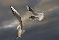 flying birds fantastic photoshop animals animal resolution wings legs cats koyal backgrounds templates updated wallpapers daily into short source babel